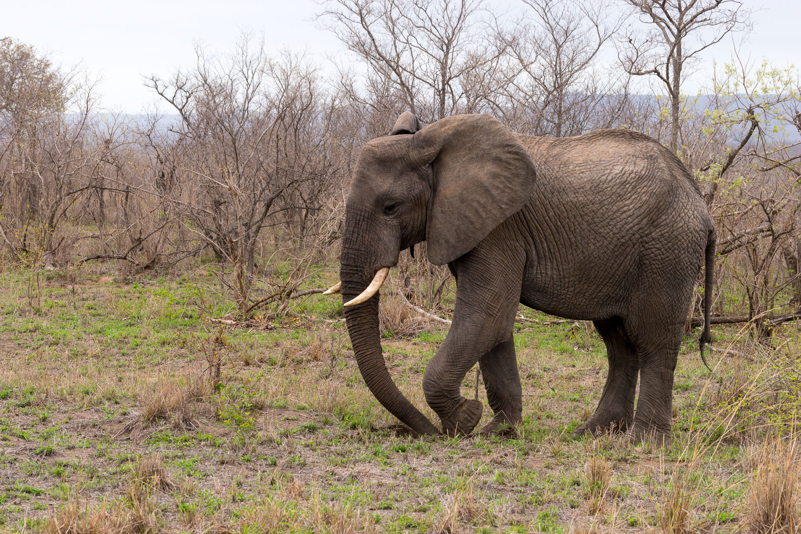 20161113 155511 Elefant 1